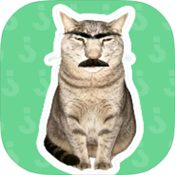 新疆的猫语音盒